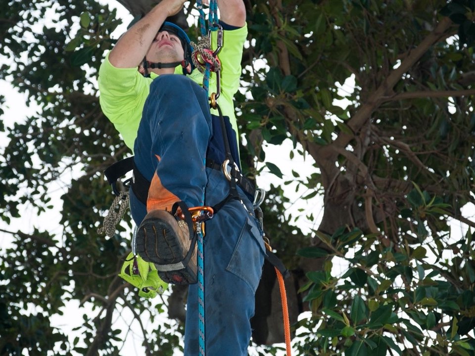 Qualified arborist working in a mature tree during a property survey in Cheshire
